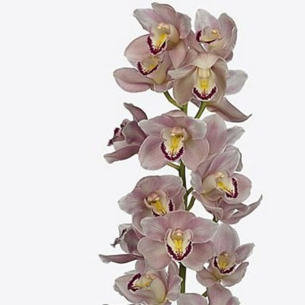 Cymbidium Jenny