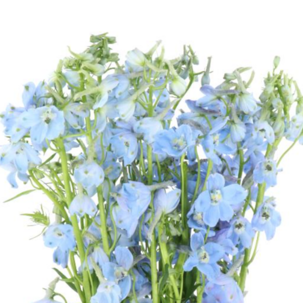 Delphinium Belladonna Ballkleid 50cm
