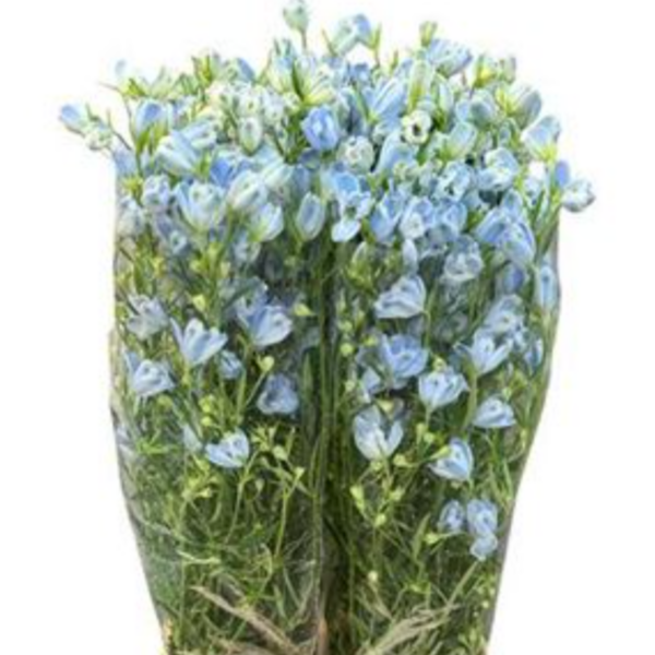 Delphinium Morpho Platinum Blue 80cm
