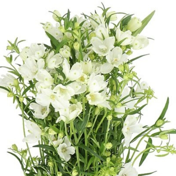 Delphinium Morpho Silky 80cm