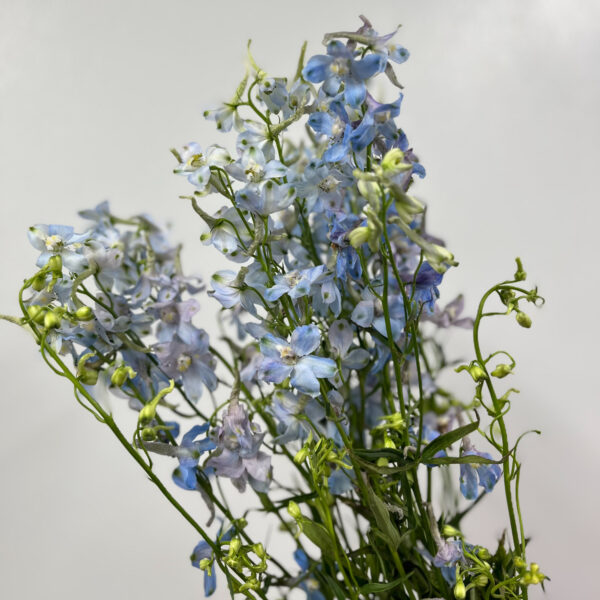 Delphinium Volkerfrieden Ballkleid 90cm