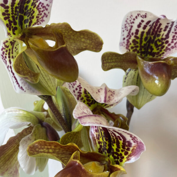 Orchid Spider Green