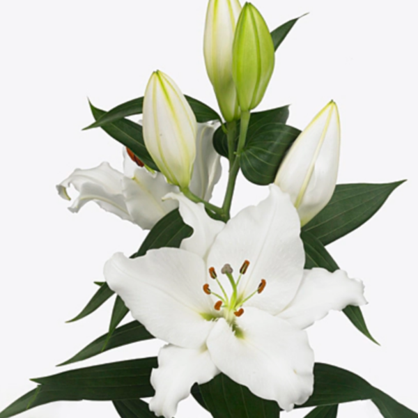 Lily Oriental White Passion