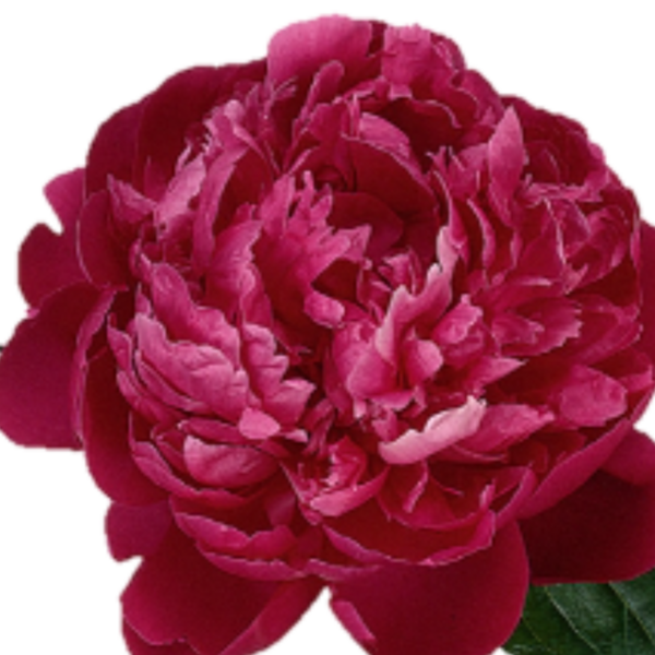 Peony Red Sarah Bernhardt