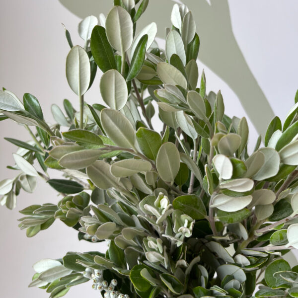 Pittosporum Ralphii