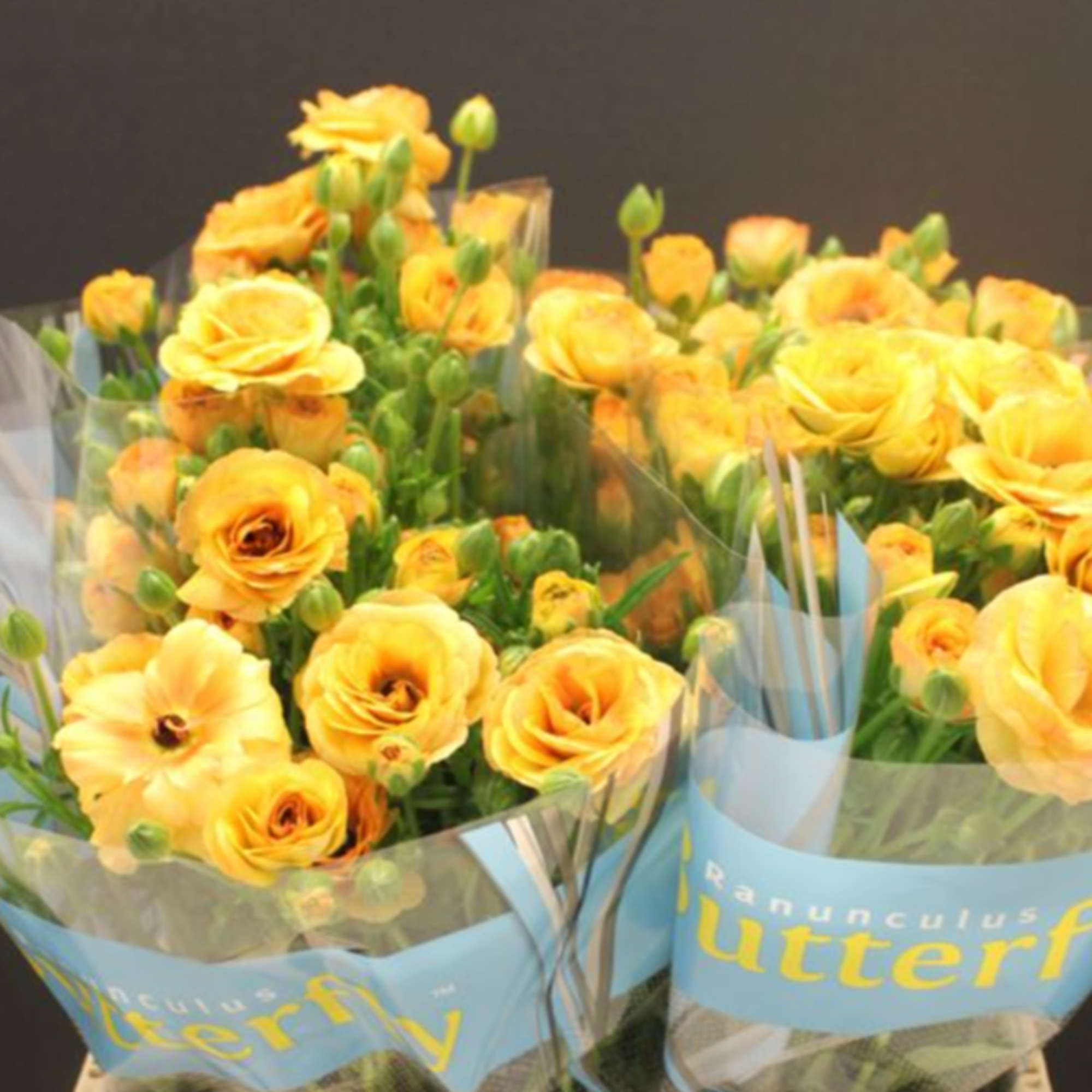 Golden Ranunculus Ranunculus Butterfly Golden – Floral Reserve