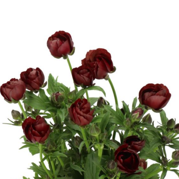 Ranunculus Magical Chocolate