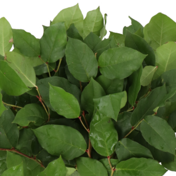 Salal Tips