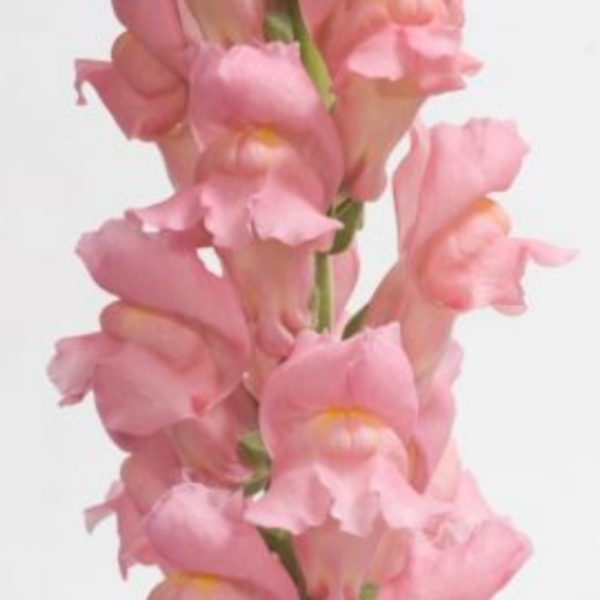 Snapdragon Pink - Virgil