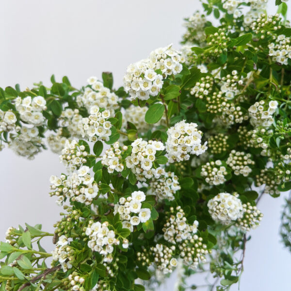 Spirea Snowmountain White 80cm