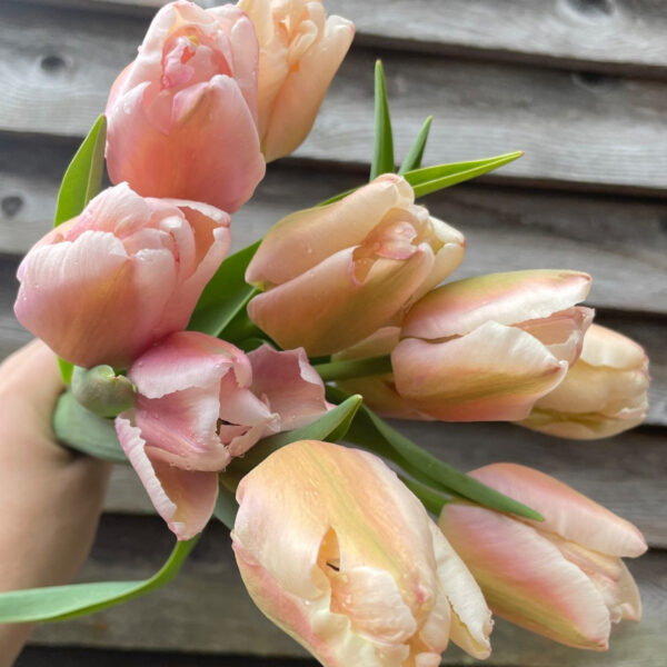 Tulip Apricot Pride XL - Tiny Acre