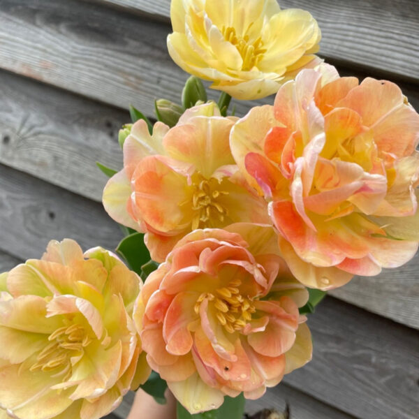 Tulip Charming Beauty - Tiny Acre