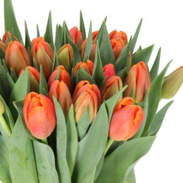 Tulip Dbl Icoon