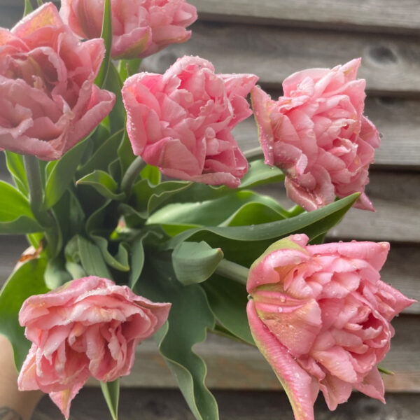 Tulip Dreamer - Tiny Acre