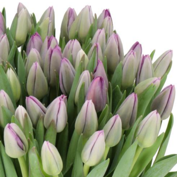Tulip Saigon