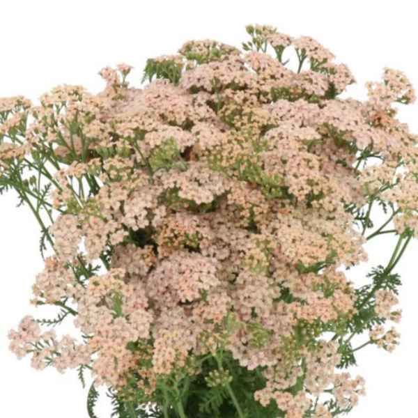 Achillea Anita Champagne