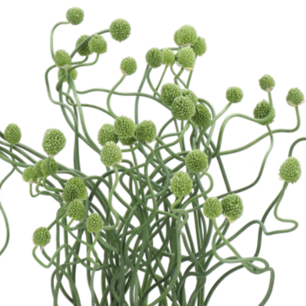 Allium Green Berry