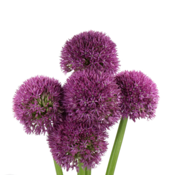 Allium Pinball Wizard XL