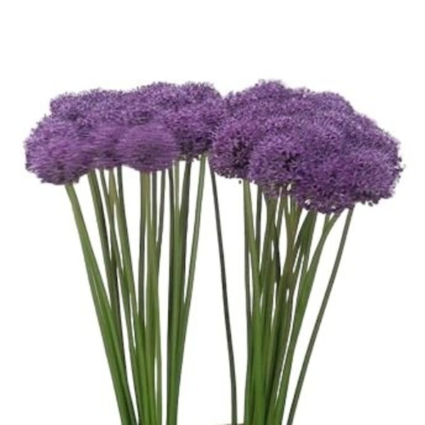 Allium Stratos
