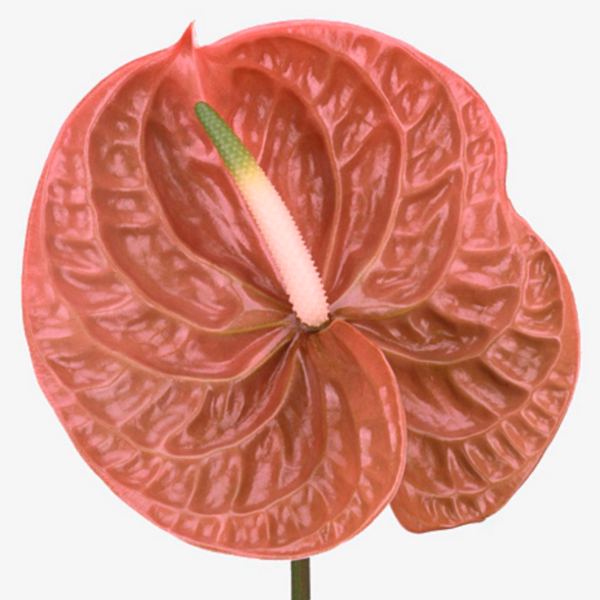 Anthurium Terra