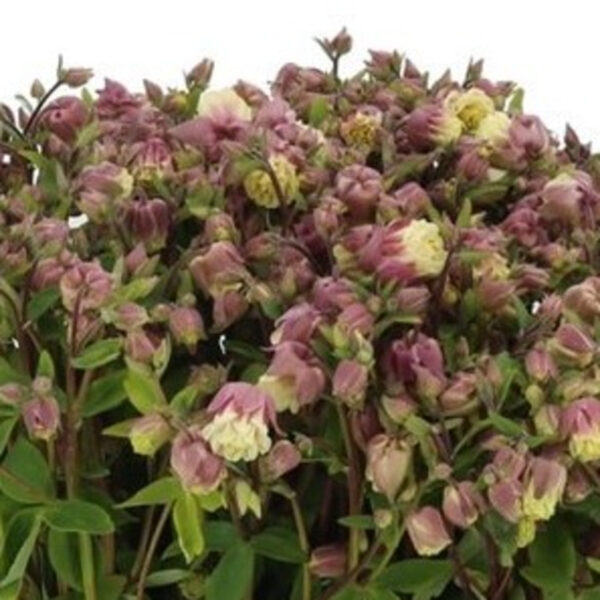 Aquilegia Pink Cloud