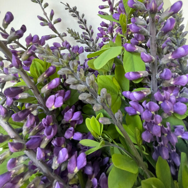 Baptisia Blue - Eddy