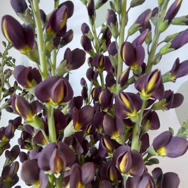 Baptisia Chocolate - Eddy