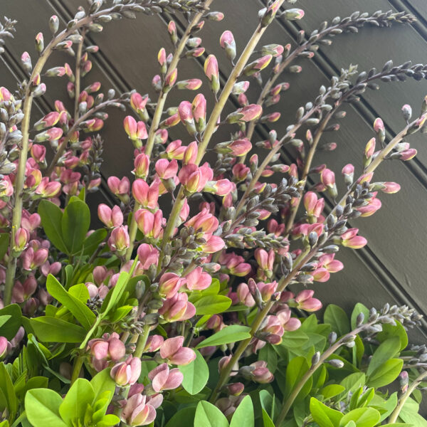 Baptisia Pink - Eddy