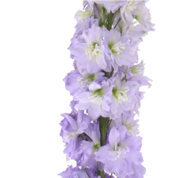 Delphinium Hybr Dewi Impressive 100Cm