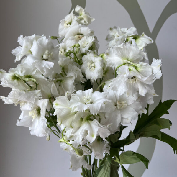 Delphinium Hybr Centurion White 100cm