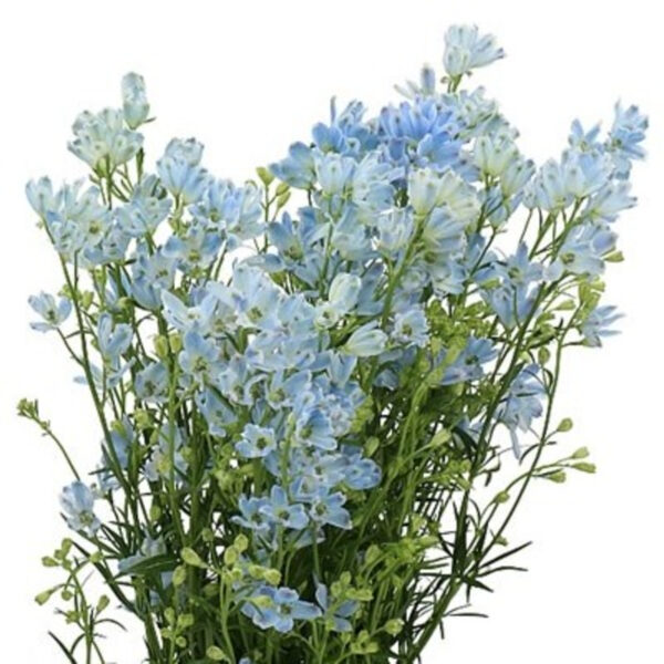 Delphinium Morpho Sky Blue 50cm