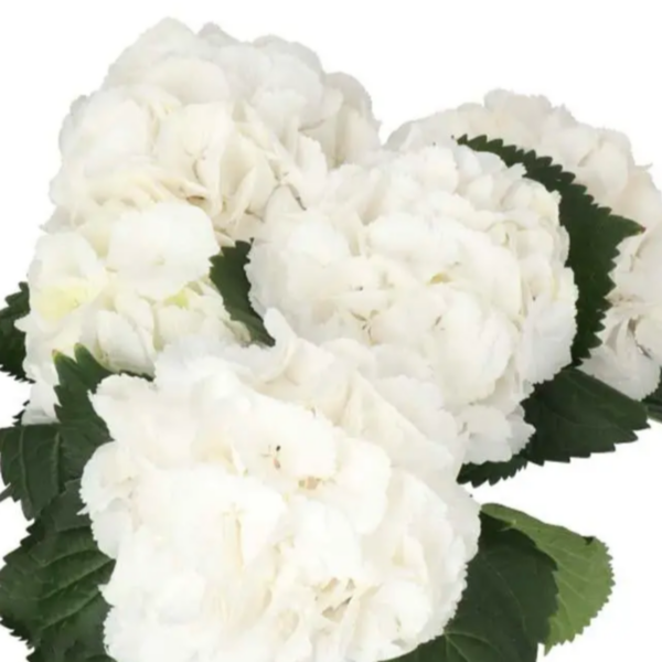 Hydrangea Schneeball