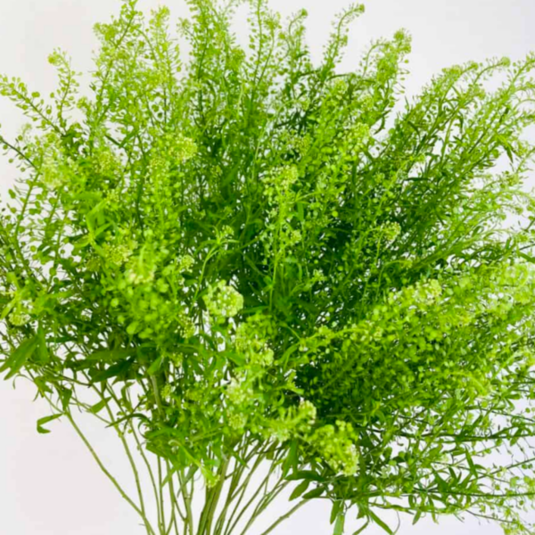 Lepidium