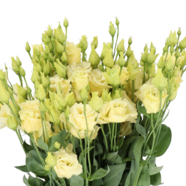 Lisianthus Dbl Alissa Yellow