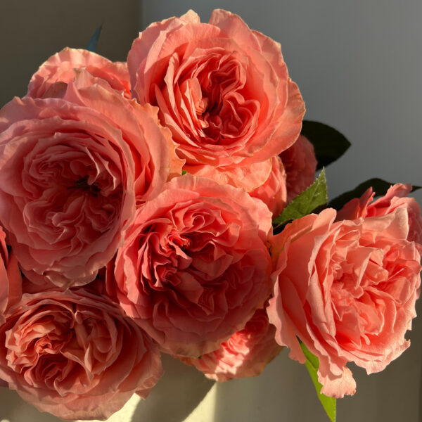 Rose Mandarin X-pression 50 cm