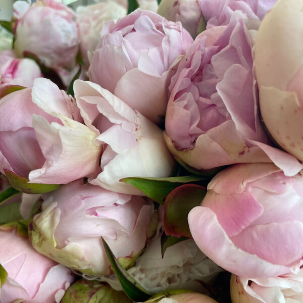 Peony Blush Mix (5st) - Eddy
