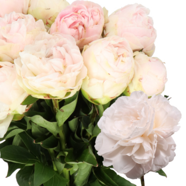 Peony Mothers Choice