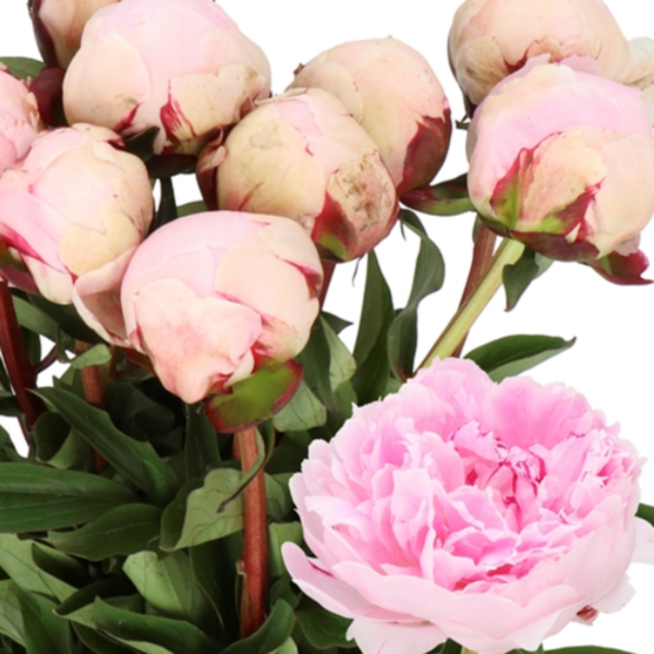 Peony Reine Hortense