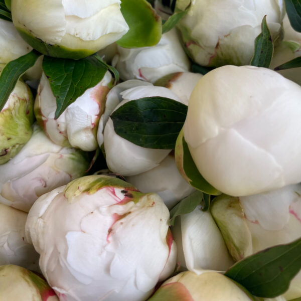 Peony White Mix (5st) - Eddy