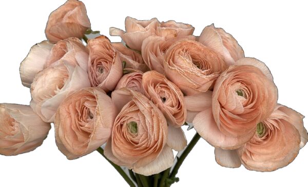 Ranunculus Dyed Apricot XL - Virgil