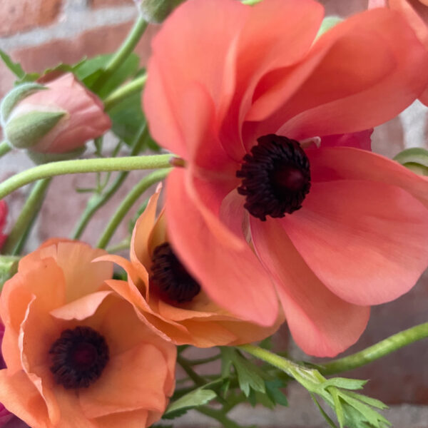 Ranunculus Tecolote Peach - Weatherlow