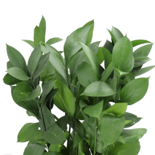 Ruscus Israeli