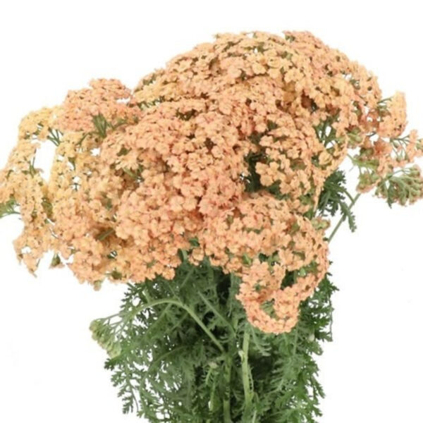 Achillea Molly