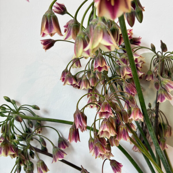 Allium Summer Bells - Weatherlow