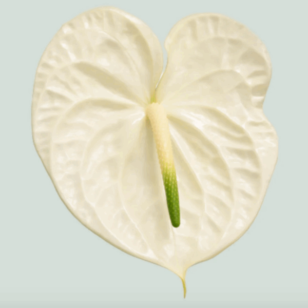 Anthurium Graciosa