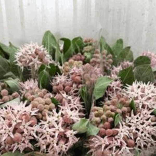 Asclepias Pink