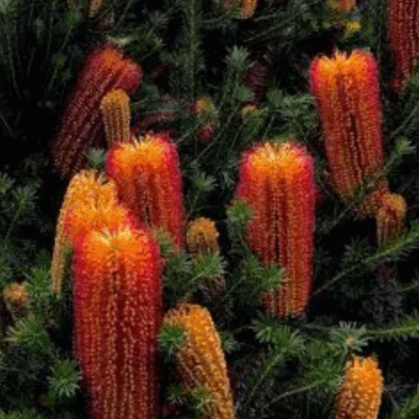Banksia Ericifolia