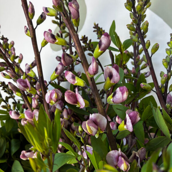 Baptisia Pink - YFF
