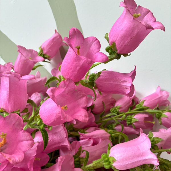 Campanula Pink - Eddy