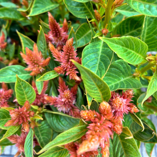 Celosia Terracotta (10st)  - YFF